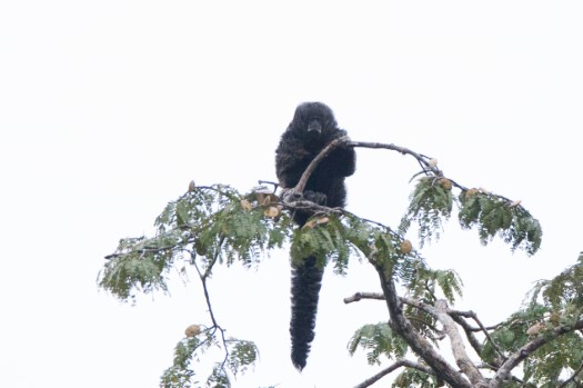 Miller's Saki in Cuyabeno Reserve